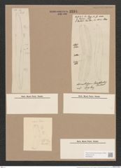 Rhoicosigma arcticum Cleve (de-Toni-Nr.: Genus 15, Species 1135) Zeichnungen Sammlung Grunow Nr. 2234 (NHMW-BOT-W0369325)